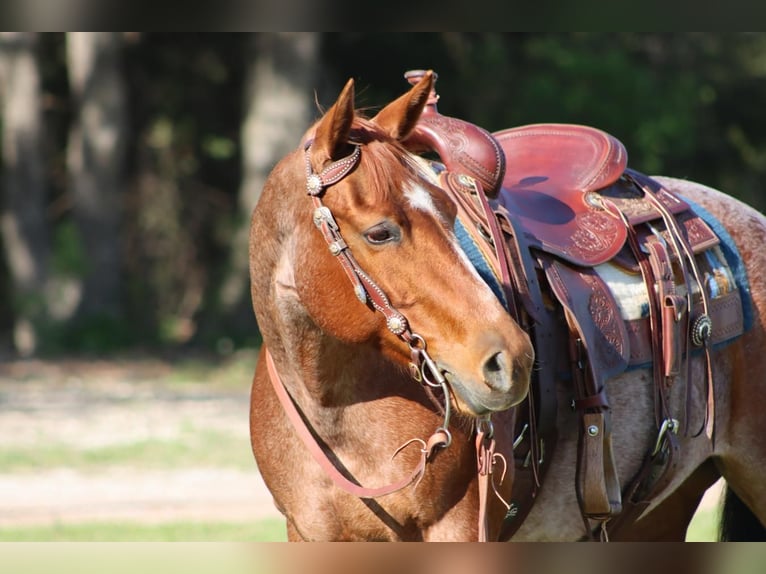 American Quarter Horse Merrie 8 Jaar Roan-Red in Burleson, TX