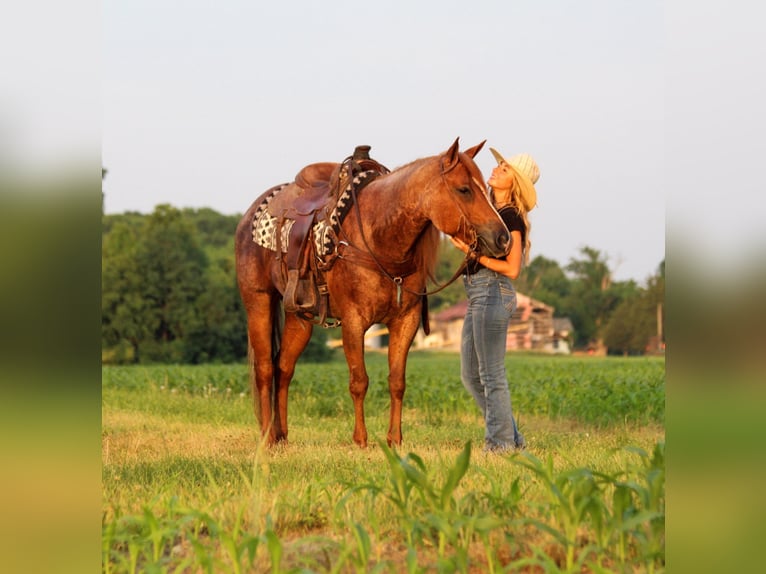 American Quarter Horse Merrie 8 Jaar Roan-Red in Dennison IL