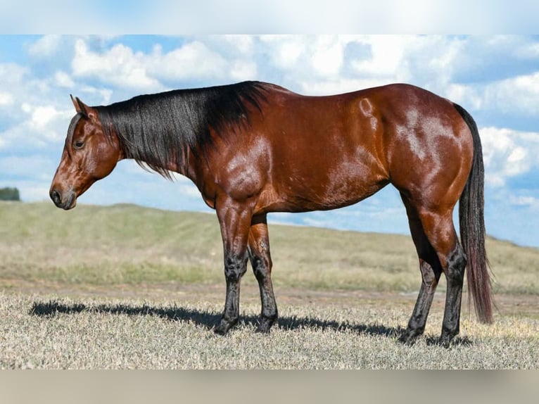 American Quarter Horse Merrie 8 Jaar Roodbruin in texas
