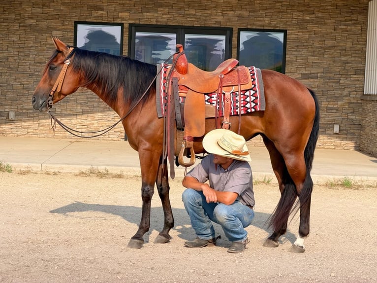 American Quarter Horse Merrie 8 Jaar Roodbruin in Cannon Falls