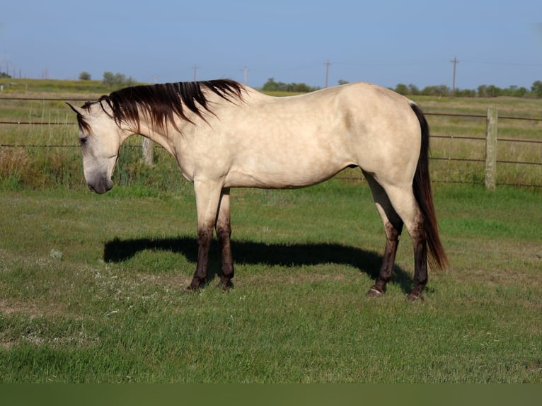 American Quarter Horse Merrie 8 Jaar Roodvos in La Grange