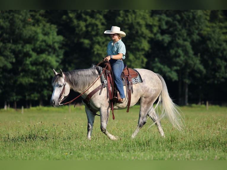 American Quarter Horse Merrie 8 Jaar Schimmel in Clarion