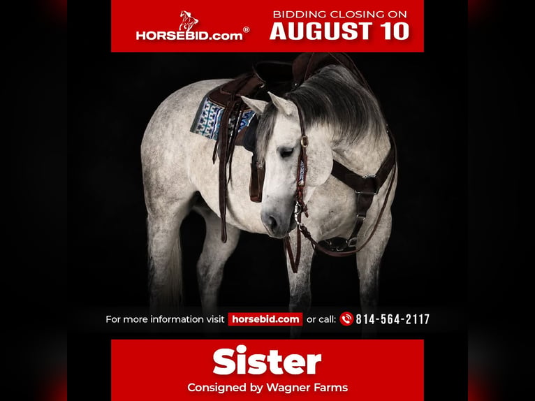 American Quarter Horse Merrie 8 Jaar Schimmel in Clarion