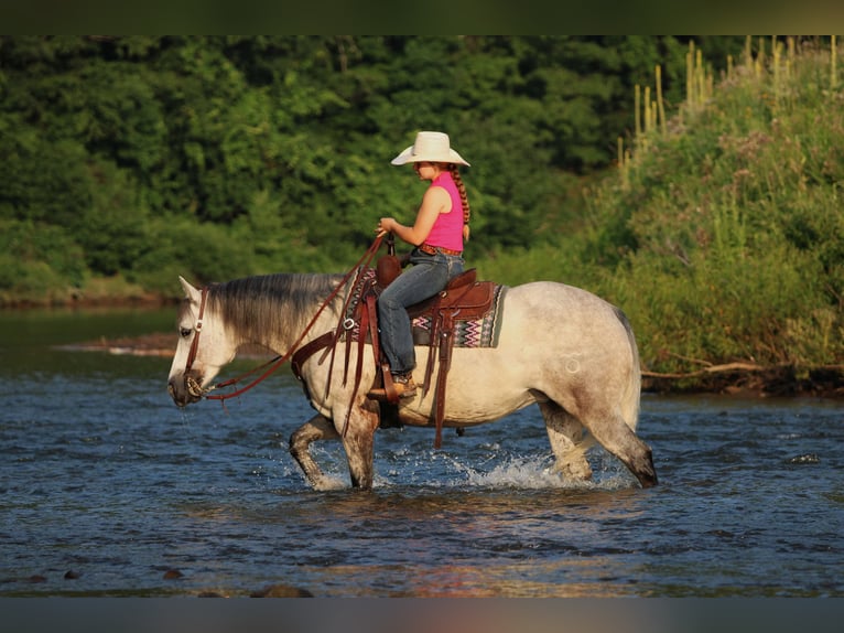 American Quarter Horse Merrie 8 Jaar Schimmel in Clarion