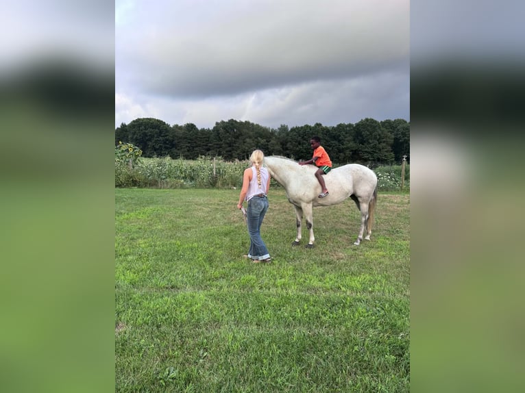American Quarter Horse Merrie 8 Jaar Schimmel in Shelbyville