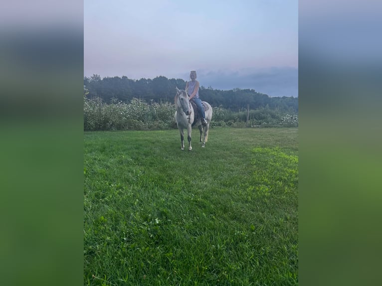 American Quarter Horse Merrie 8 Jaar Schimmel in Shelbyville