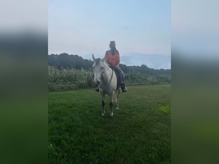 American Quarter Horse Merrie 8 Jaar Schimmel in Shelbyville