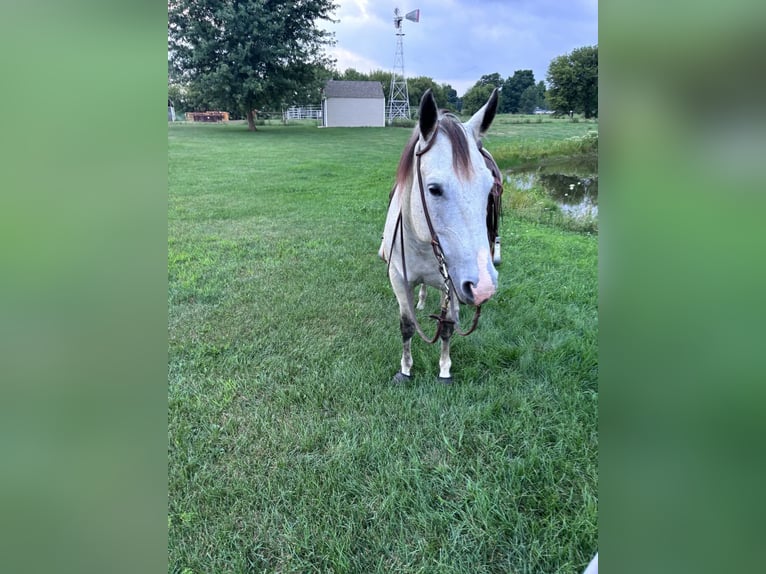 American Quarter Horse Merrie 8 Jaar Schimmel in Shelbyville