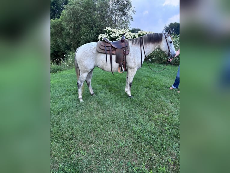 American Quarter Horse Merrie 8 Jaar Schimmel in Shelbyville