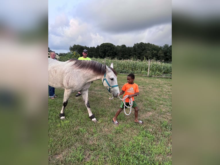 American Quarter Horse Merrie 8 Jaar Schimmel in Shelbyville