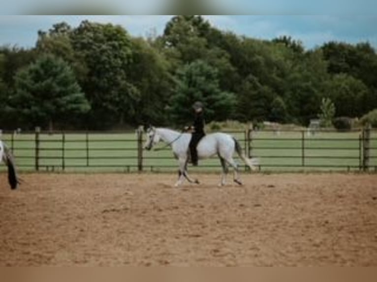 American Quarter Horse Merrie 8 Jaar Schimmel in Shelbyville