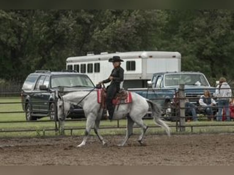 American Quarter Horse Merrie 8 Jaar Schimmel in Shelbyville