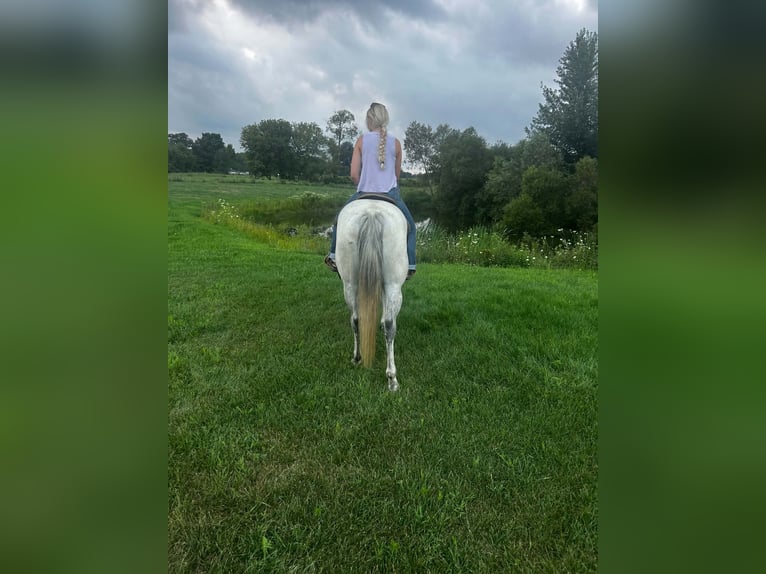American Quarter Horse Merrie 8 Jaar Schimmel in Shelbyville