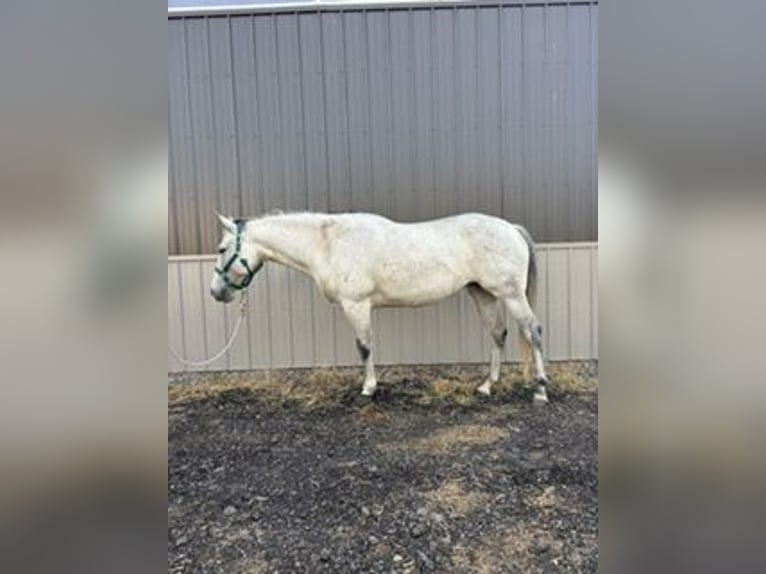 American Quarter Horse Merrie 8 Jaar Schimmel in Shelbyville