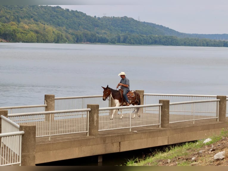 American Quarter Horse Merrie 8 Jaar Tobiano-alle-kleuren in Brooksville Ky