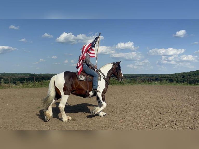American Quarter Horse Merrie 8 Jaar Tobiano-alle-kleuren in Princeton MO