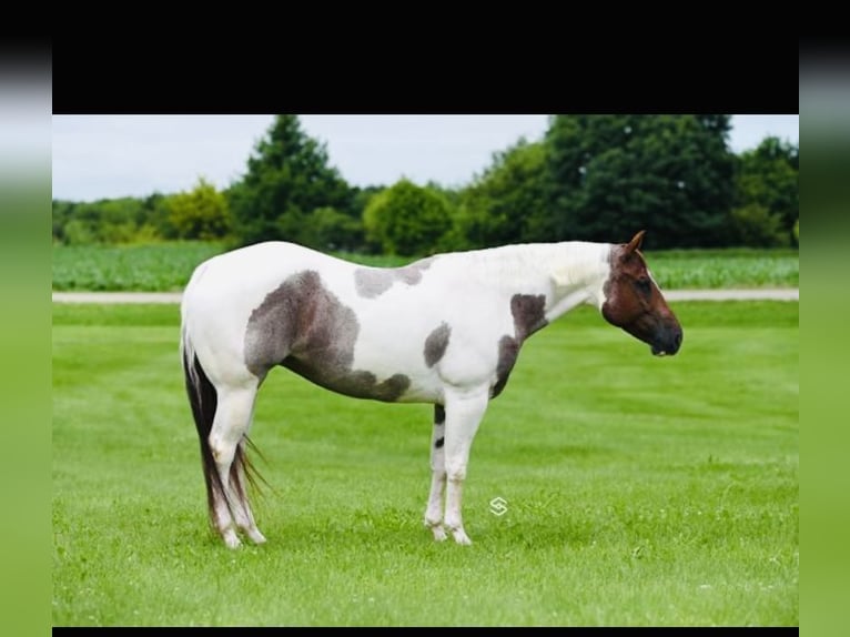American Quarter Horse Merrie 8 Jaar in Aynor SC