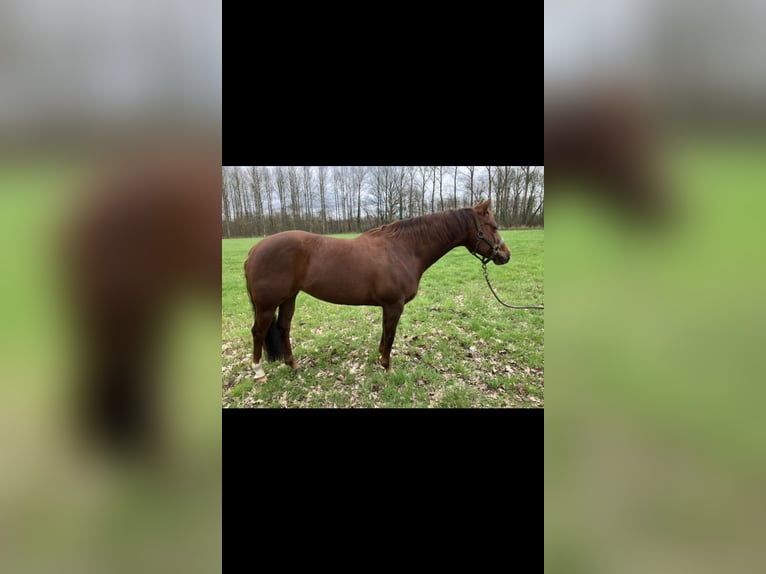 American Quarter Horse Merrie 8 Jaar Vos in Ruurlo