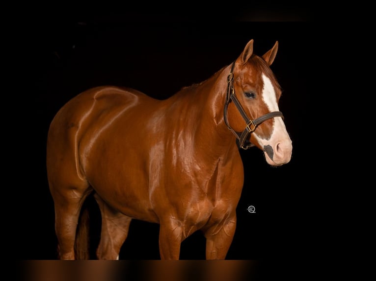 American Quarter Horse Merrie 8 Jaar Vos in Hocheck