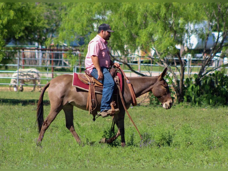 American Quarter Horse Merrie 9 Jaar 132 cm Falbe in stephenville TX