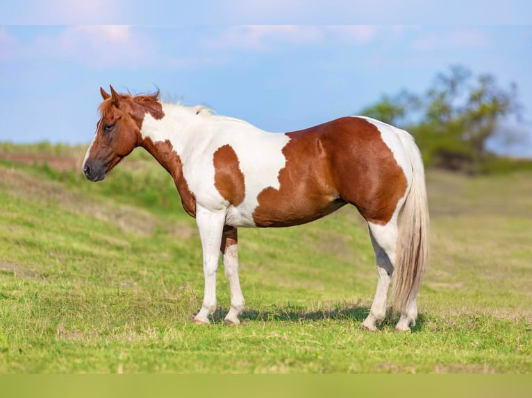 American Quarter Horse Merrie 9 Jaar 135 cm Tobiano-alle-kleuren in Weatherford TX