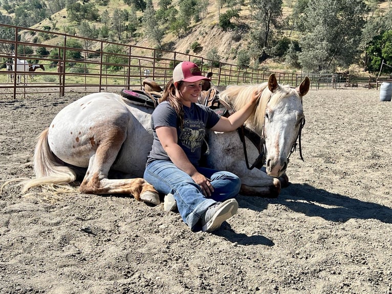 American Quarter Horse Merrie 9 Jaar 140 cm Roan-Red in Paicines CA