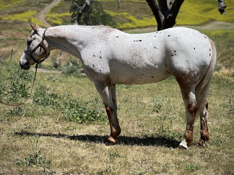 American Quarter Horse Merrie 9 Jaar 140 cm Roan-Red in Paicines CA