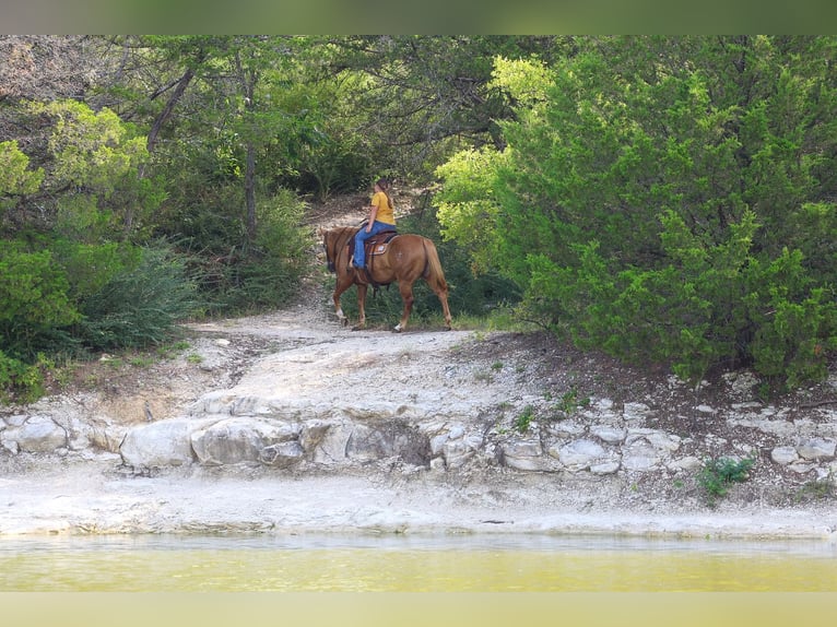 American Quarter Horse Merrie 9 Jaar 142 cm Palomino in Talty, TX