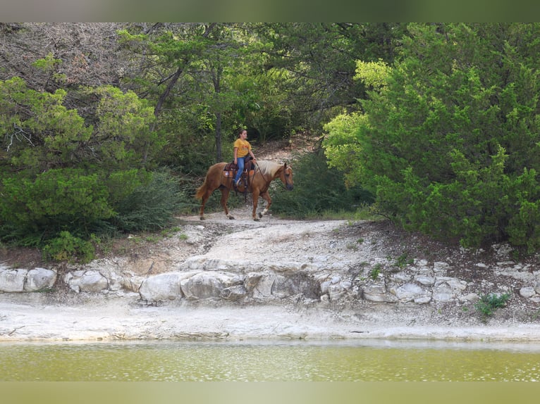 American Quarter Horse Merrie 9 Jaar 142 cm Palomino in Talty, TX