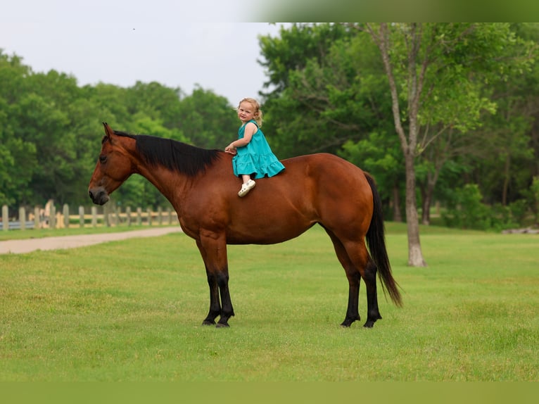 American Quarter Horse Merrie 9 Jaar 142 cm Roodbruin in Forney