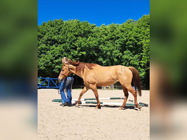 American Quarter Horse Merrie 9 Jaar 145 cm Red Dun in Weilmünster