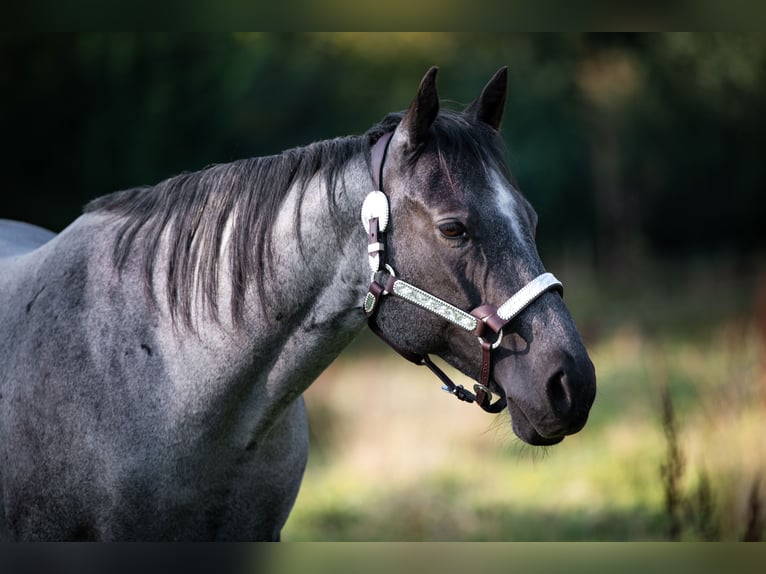 American Quarter Horse Merrie 9 Jaar 145 cm Roan-Blue in Barmstedt