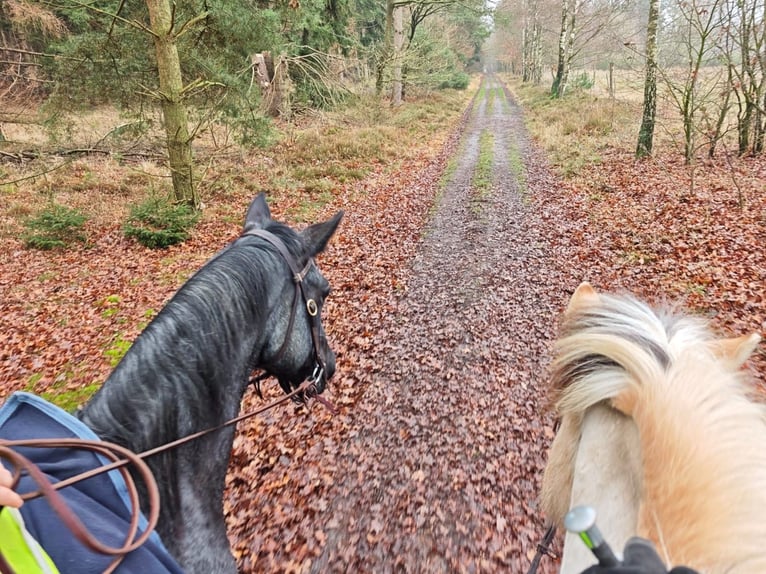 American Quarter Horse Merrie 9 Jaar 145 cm Roan-Blue in Barmstedt