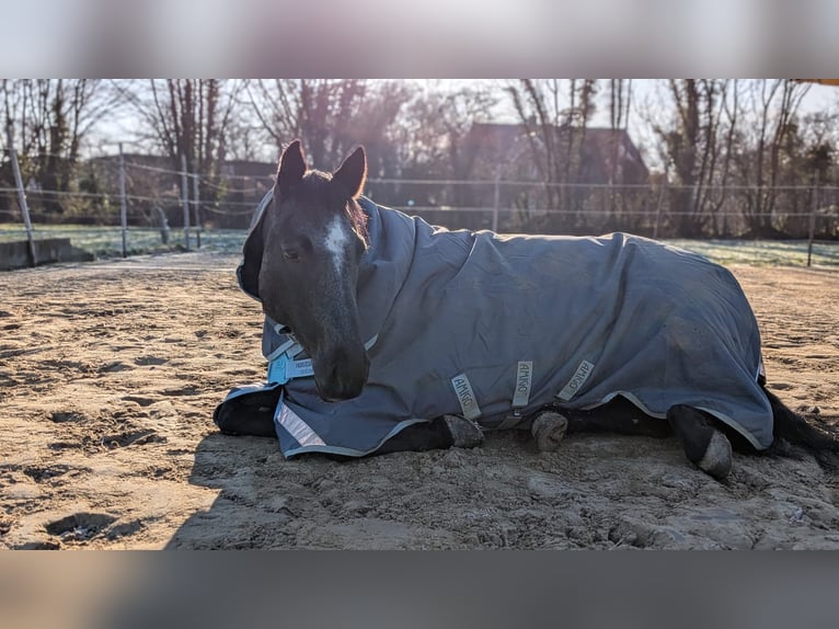 American Quarter Horse Merrie 9 Jaar 145 cm Roan-Blue in Barmstedt