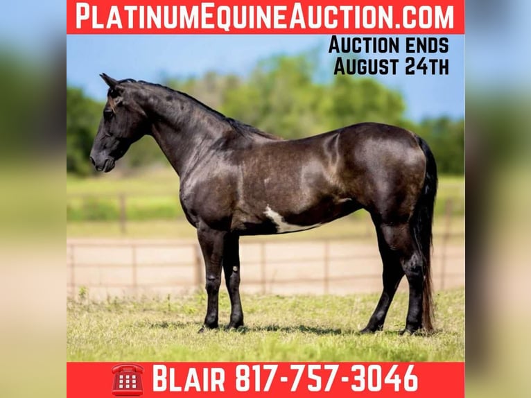 American Quarter Horse Merrie 9 Jaar 147 cm Overo-alle-kleuren in Weatherford TX