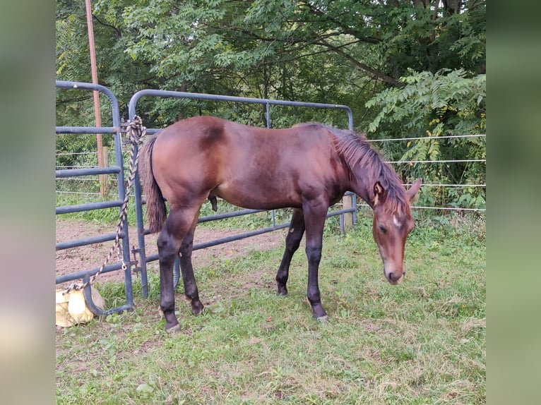 American Quarter Horse Merrie 9 Jaar 147 cm Roan-Blue in Dundee