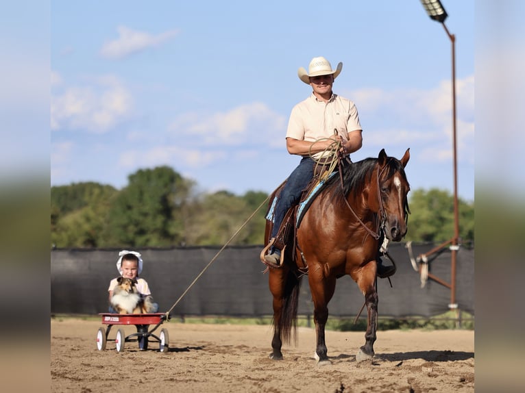 American Quarter Horse Merrie 9 Jaar 147 cm Roodbruin in Buffalo