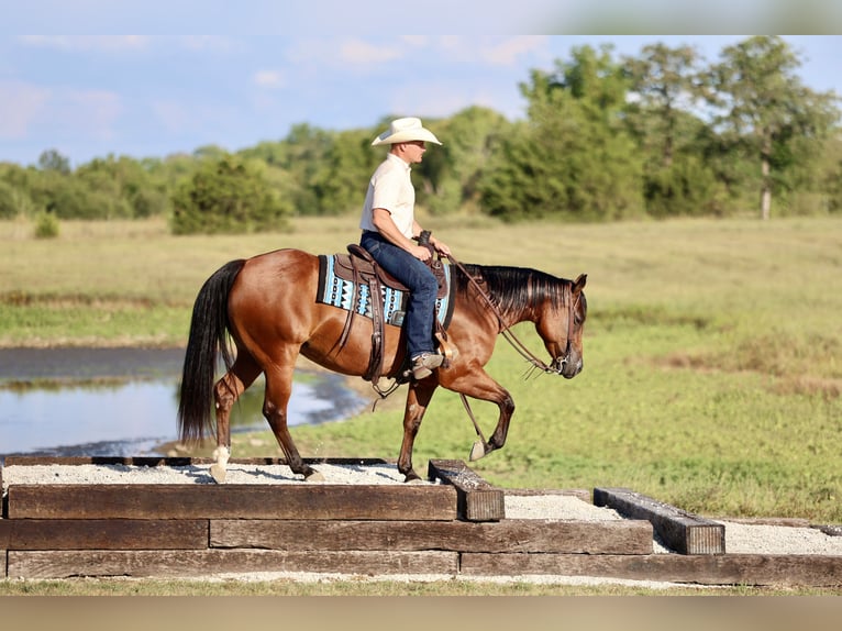 American Quarter Horse Merrie 9 Jaar 147 cm Roodbruin in Buffalo