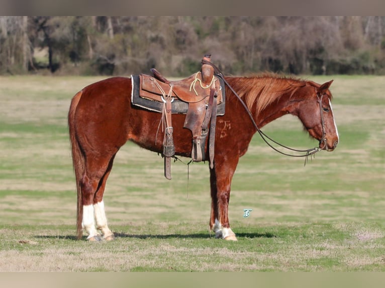 American Quarter Horse Merrie 9 Jaar 147 cm Roodvos in Groveton