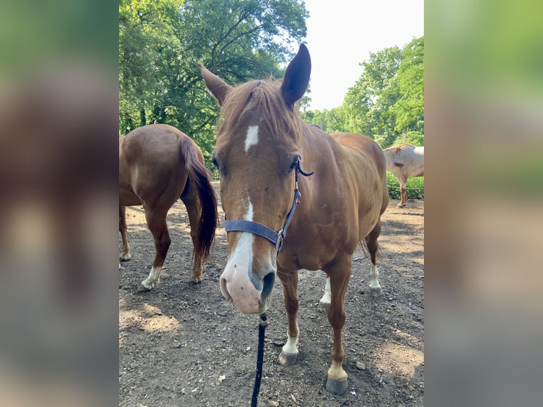 American Quarter Horse Merrie 9 Jaar 147 cm Vos in Theres
