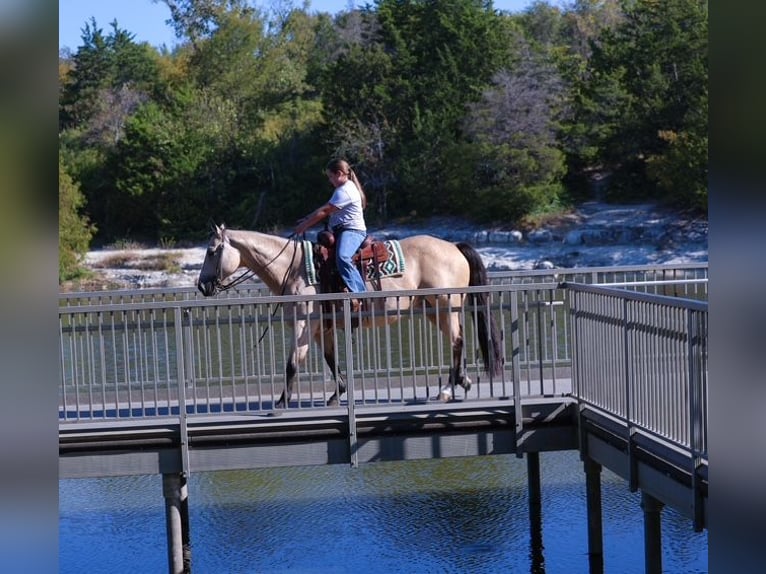American Quarter Horse Merrie 9 Jaar 150 cm Buckskin in Forney