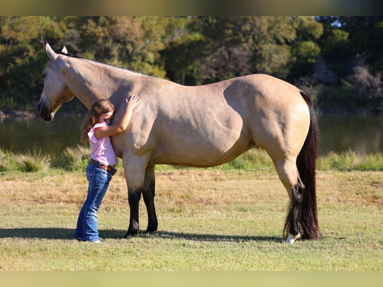 American Quarter Horse Merrie 9 Jaar 150 cm Buckskin in Forney