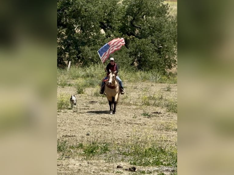 American Quarter Horse Merrie 9 Jaar 150 cm Buckskin in Tres Pinos