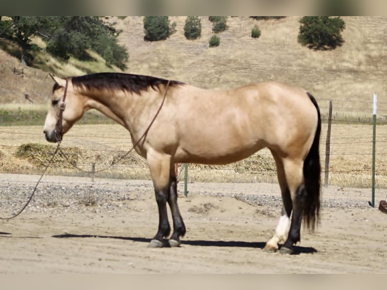 American Quarter Horse Merrie 9 Jaar 150 cm Buckskin in Tres Pinos