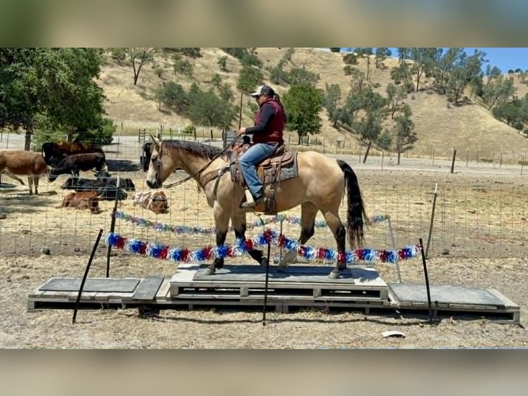 American Quarter Horse Merrie 9 Jaar 150 cm Buckskin in Tres Pinos
