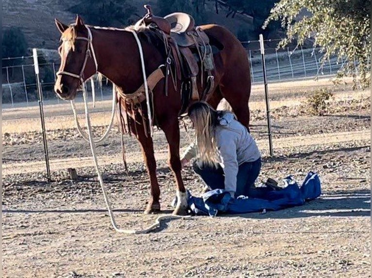 American Quarter Horse Merrie 9 Jaar 150 cm Donkere-vos in Bitterwater CA