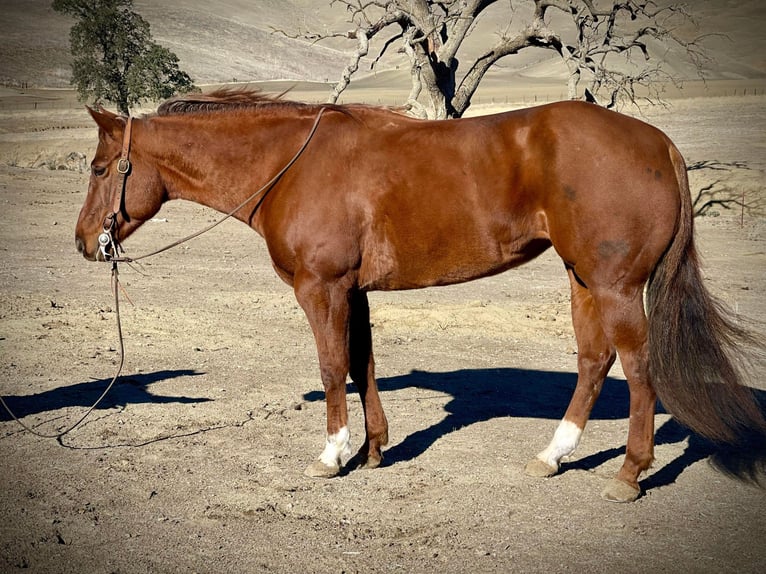 American Quarter Horse Merrie 9 Jaar 150 cm Donkere-vos in Bitterwater CA