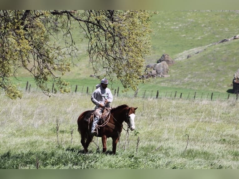 American Quarter Horse Merrie 9 Jaar 150 cm Donkere-vos in Paicines CA