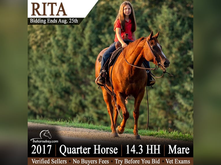 American Quarter Horse Merrie 9 Jaar 150 cm Roodvos in Lisbon, IA