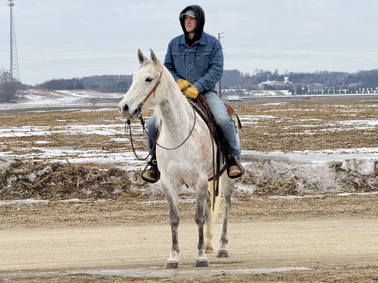American Quarter Horse Merrie 9 Jaar 150 cm Schimmel in Cannon Falls